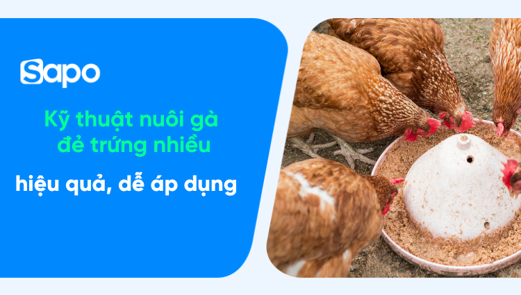 Kỹ thuật nuôi gà đẻ trứng nhiều - Mô hình làm giàu hiệu quả ở nông thôn