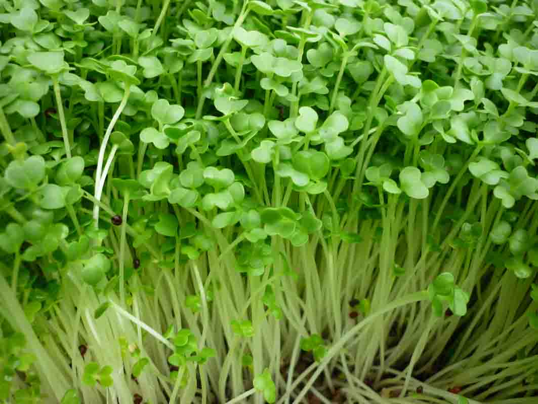 Làm giàu từ ý tưởng kinh doanh rau mầm tại nhà