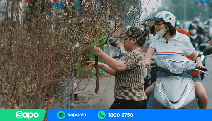 Bán đào tết cần sự am hiểu về các loại đào bày bán