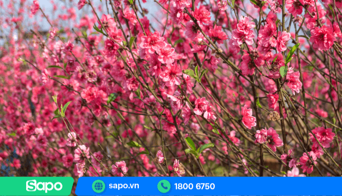 Địa điểm, kênh bán đào tết ảnh hưởng trực tiếp đến lợi nhuận thu được