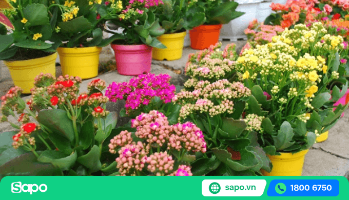 thời điểm kinh doanh hoa