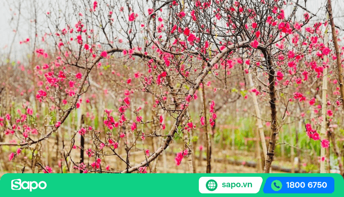 tìm mối buôn chất lượng để nhập hoa