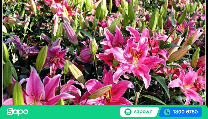 cách chọn hoa ly để bán