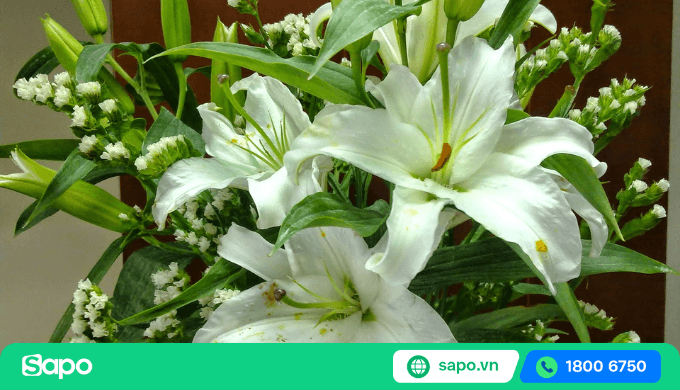 nguồn nhập hoa ly