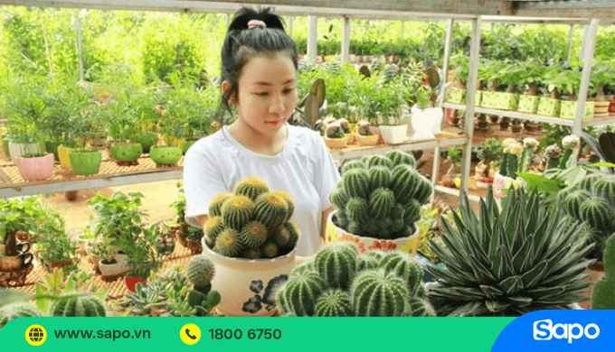 Kinh doanh cây cảnh mini