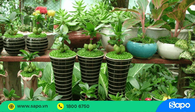 Cây cảnh mini văn phòng