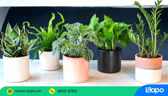 Nguồn hàng cây cảnh mini