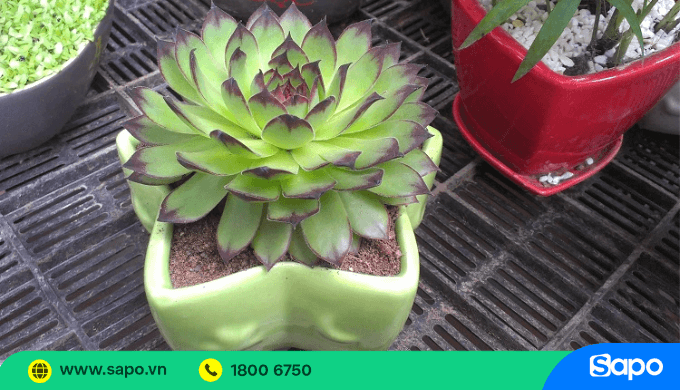 Trưng bày cây cảnh để bàn