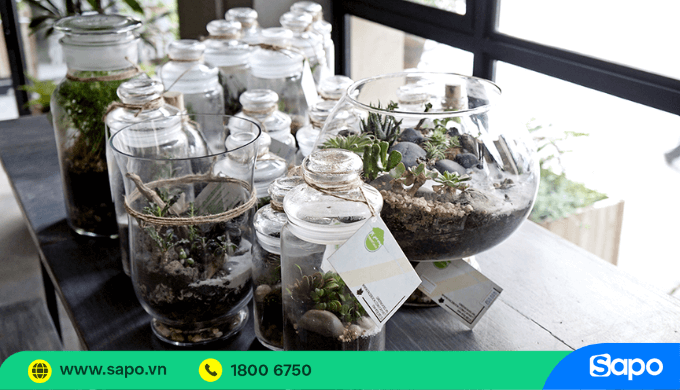 Cây cảnh mini để bàn làm việc