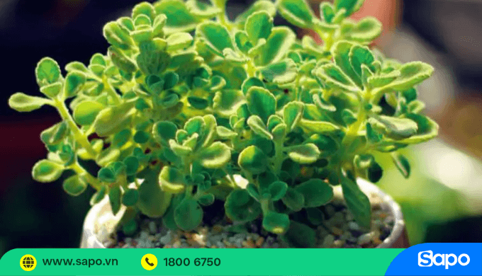 Cây cảnh mini dễ chăm sóc