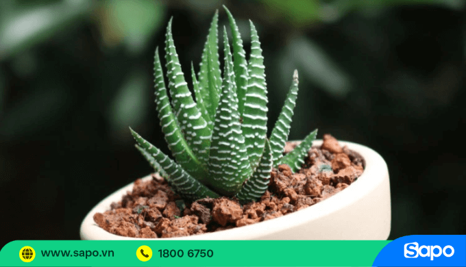 Cây cảnh mini decor nhà cửa