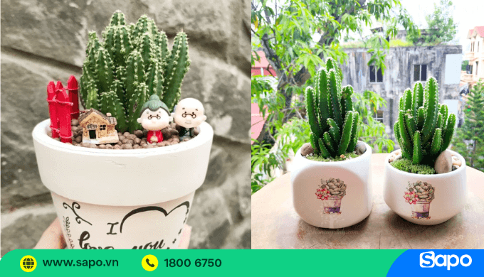 Cây cảnh mini được ưa chuộng