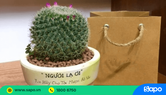 Cây cảnh mini phong cách hiện đại