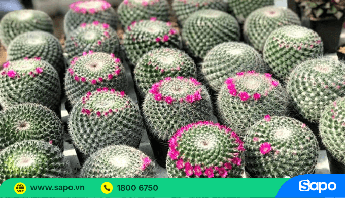 Cây cảnh để bàn siêu cute