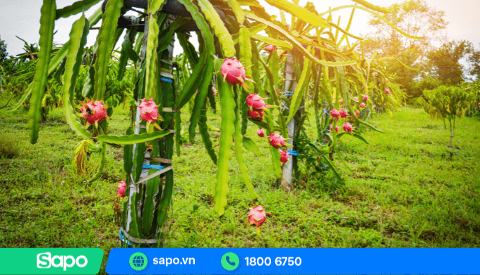 Lấy sỉ trái cây tại vườn