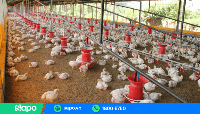 Vốn 500 triệu có thể kinh doanh trang trại với quy mô tương đối lớn