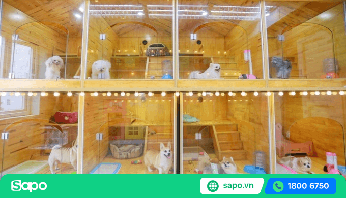 dịch vụ trông thú cưng ngày tết