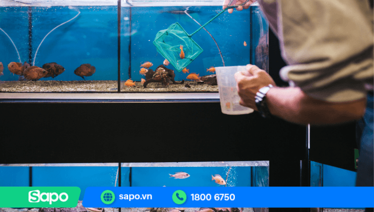 Một số kinh nghiệm khi mở cửa hàng cá cảnh