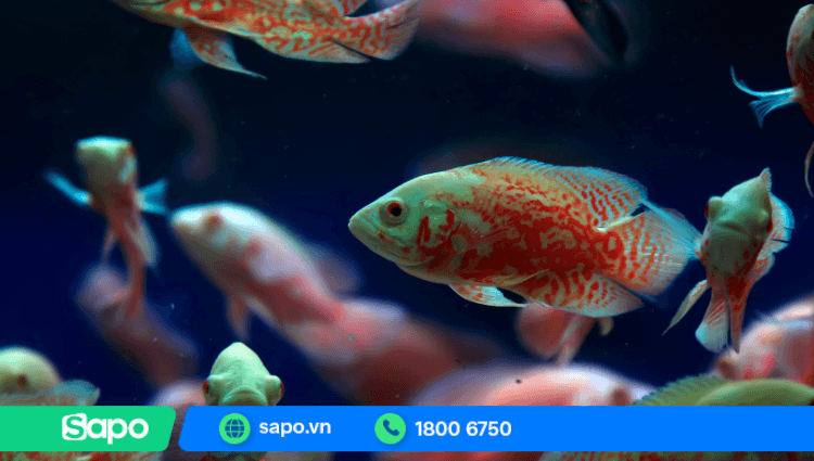 Kinh doanh cá cảnh online có nhiều tiềm năng