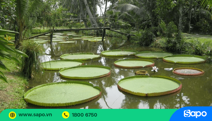 Nên kinh doanh gì ở Sài Gòn? - Mở tour du lịch giá rẻ