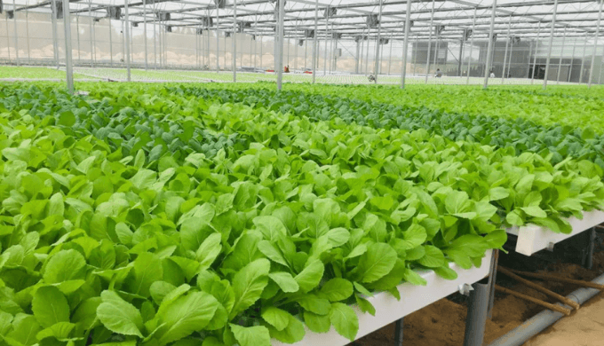 Mô hình kinh doanh rau củ quả sạch