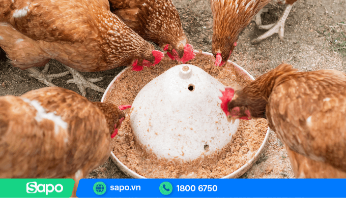Đảm bảo thức ăn cho gà đẻ trứng