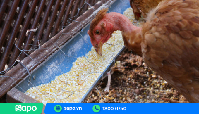 Mở đại lý thức ăn chăn nuôi là mô hình kinh doanh tiềm năng