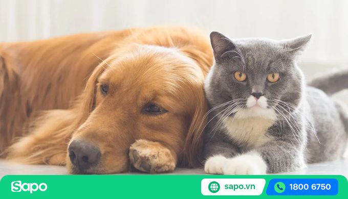 lập hồ sơ cho thú cưng