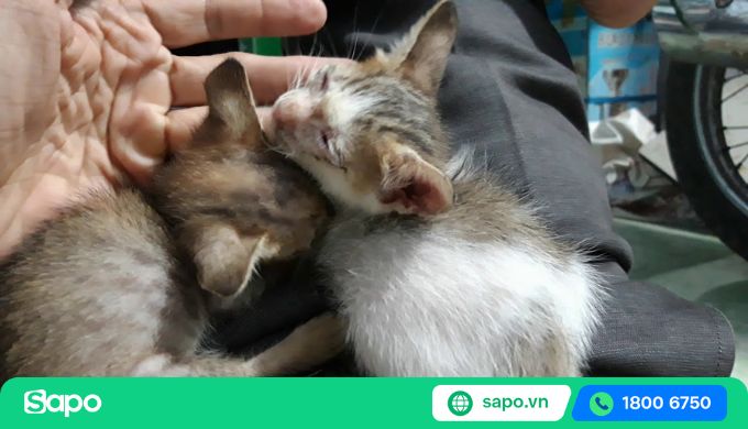 cưu mang thú cưng