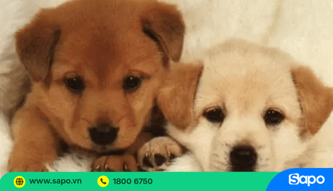 Mua bán chó cảnh tại Hà Nội