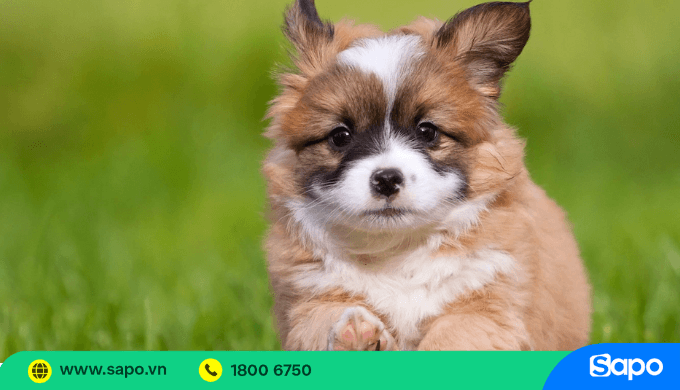 Mua bán chó cảnh