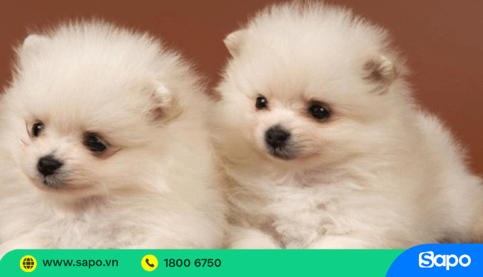 Kinh doanh chó cảnh