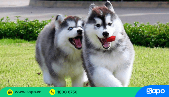 Địa chỉ mua bán chó cảnh uy tín