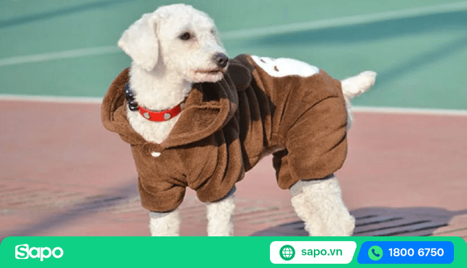 Đồ giữ ấm cho thú cưng