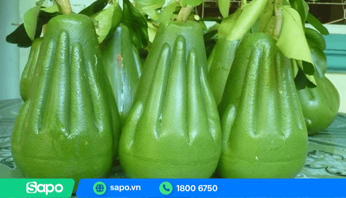 Bưởi bàn tay Phật là trái cây Tết được nhiều khách săn lùng