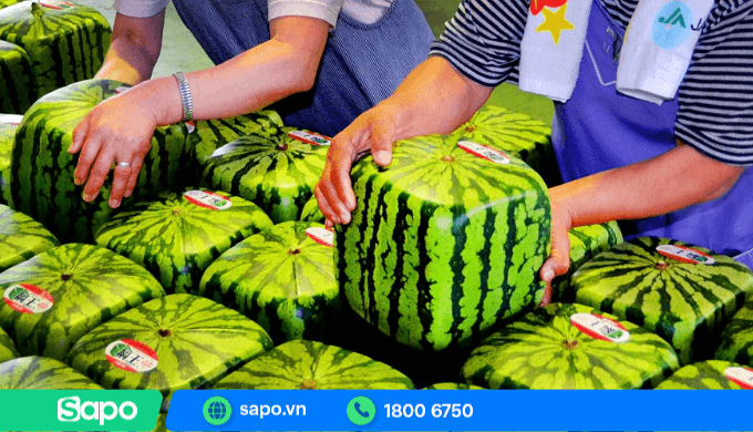 Dưa hấu hình vuông - loại trái cây độc lạ được nhiều khách hỏi dịp tết