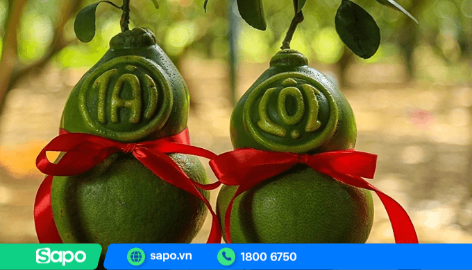 Bưởi hồ lô là loại quả được nhiều người tìm mua mỗi dịp tết