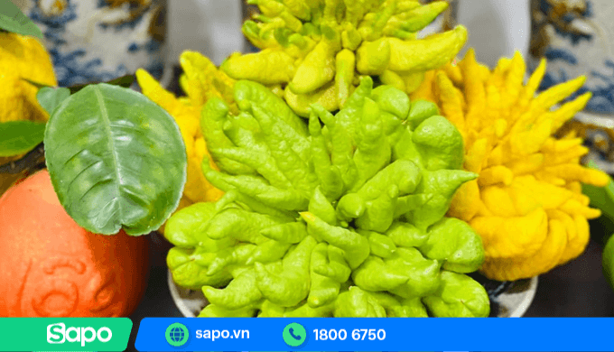 Phật thủ là loại quả đắt khách dịp tết