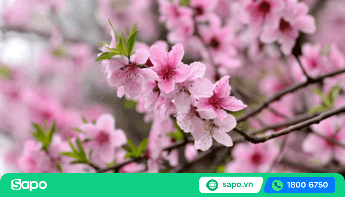 chậu hoa và cây cảnh