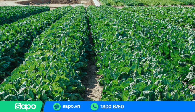 Tìm hiểu vốn 10 triệu nên kinh doanh gì ở nông thôn