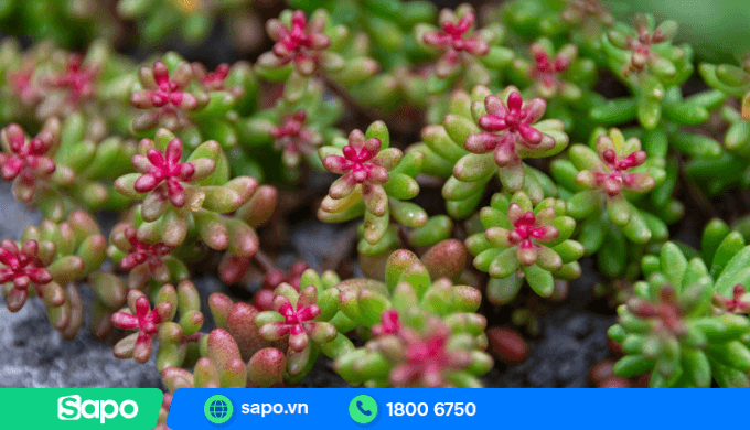 Bán cây cảnh mini