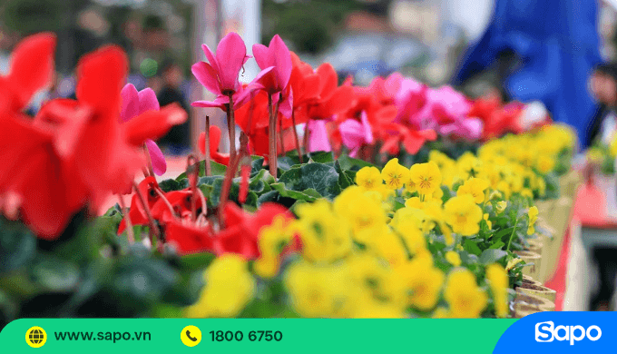 Kinh doanh hoa Đà Lạt